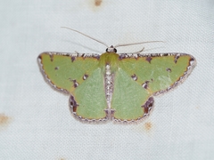 Eucyclodes buprestaria
