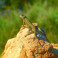 Sceloporus occidentalis