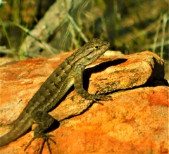 Sceloporus occidentalis