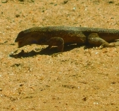 Sceloporus occidentalis