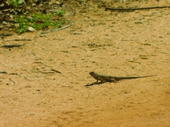 Sceloporus occidentalis