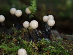 Lamproderma columbinum