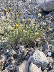 Porophyllum scoparium