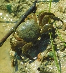 Pachygrapsus crassipes