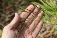 Acacia viscidula