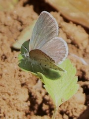 Zizeeria knysna