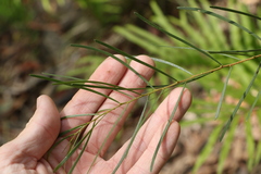 Acacia viscidula