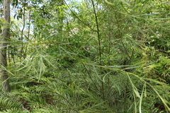 Acacia viscidula