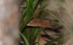 Nadagara xylotrema