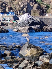 Nycticorax nycticorax