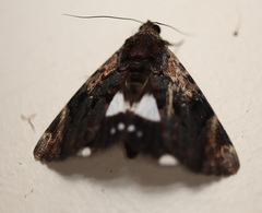 Catephia linteola