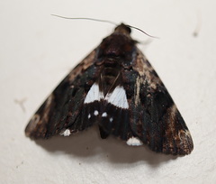 Catephia linteola