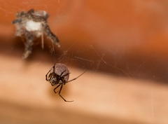 Nihonhimea tesselata