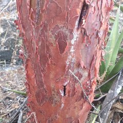 Bursera morelensis