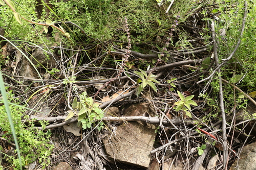 Image of Coleus alloplectus by (c) Greg Tasney, some rights reserved (CC BY-SA)