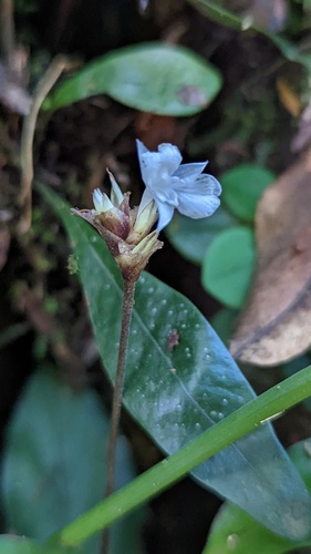 Goeppertia micans (Goeppertia micans)