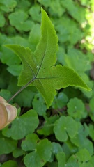Hemionitis palmata