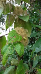 Clematis haenkeana