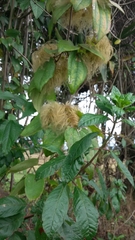 Clematis haenkeana