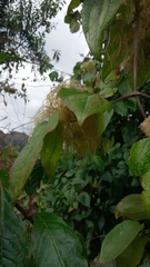 Clematis haenkeana