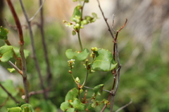 Muehlenbeckia rhyticarya