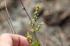 Muehlenbeckia rhyticarya
