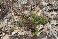 Muehlenbeckia rhyticarya