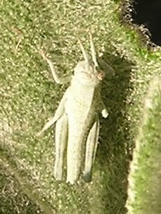 Gray Bird Grasshopper photo 3
