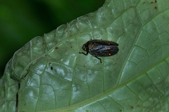 Deois spinulata