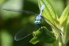 Dasythemis