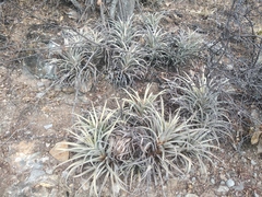 Tillandsia roseoscapa
