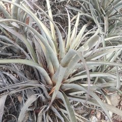Tillandsia roseoscapa