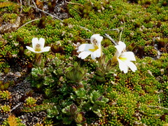 Euphrasia petriei