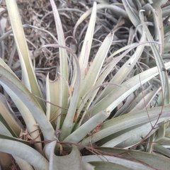 Tillandsia roseoscapa