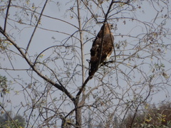 Buteo jamaicensis
