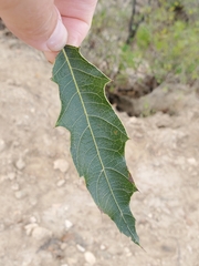 Quercus albocincta