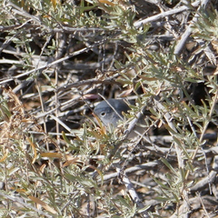 Polioptila melanura