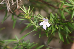 Westringia sericea
