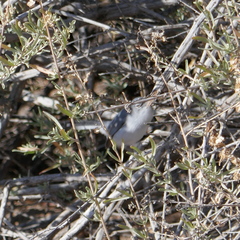 Polioptila melanura