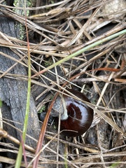 Sauroconcha corneovirens
