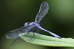 Dasythemis