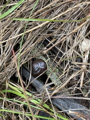 Sauroconcha corneovirens
