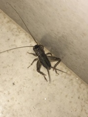 Miogryllus