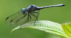Dasythemis