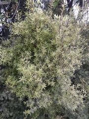 Leucopogon fasciculatus