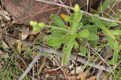 Gynura drymophila