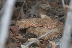 Crotalus mitchellii