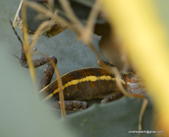 Calotes versicolor