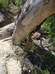 Prostanthera saxicola
