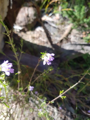 Prostanthera saxicola